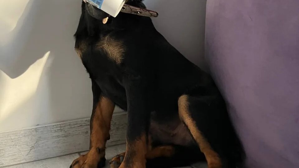 Как собаки просят о помощи: 7 незаметных сигналов