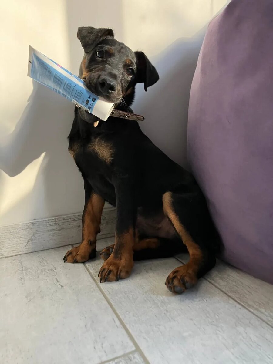 Как собаки просят о помощи: 7 незаметных сигналов