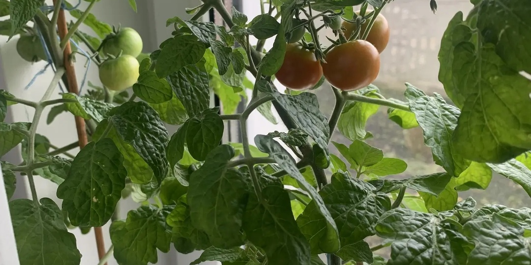 От семечка до первого плода: мой опыт зимнего огорода