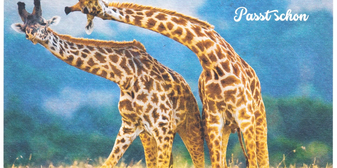 Жираф: изысканный аристократ или чудо, созданное природой?