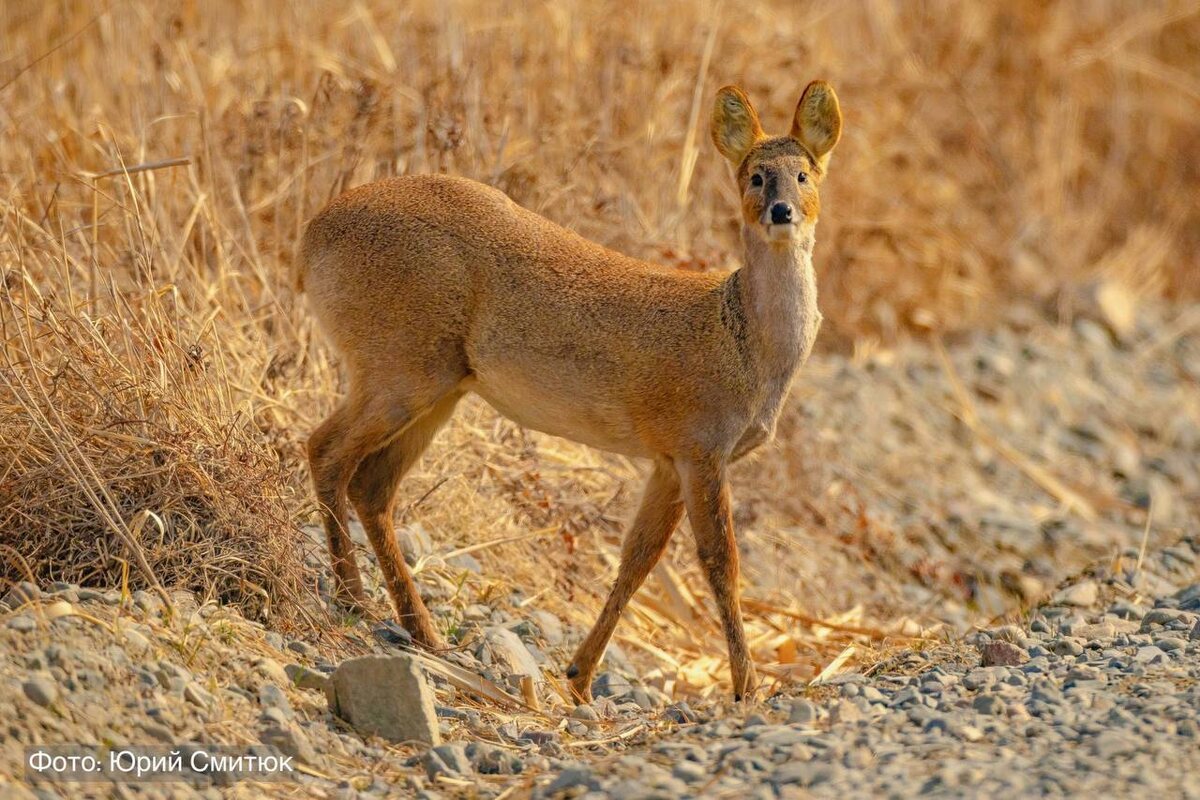 Автор: Юрий Смитюк, нацпарк "Земля леопарда"