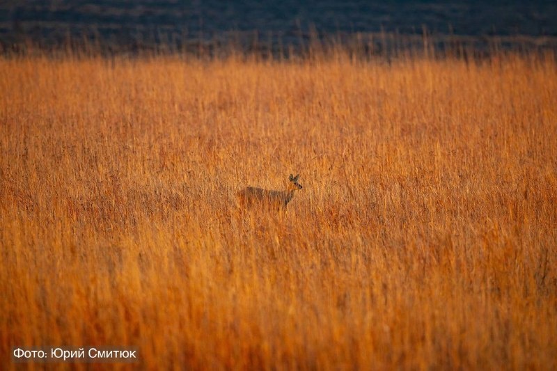 Автор: Юрий Смитюк, нацпарк "Земля леопарда"