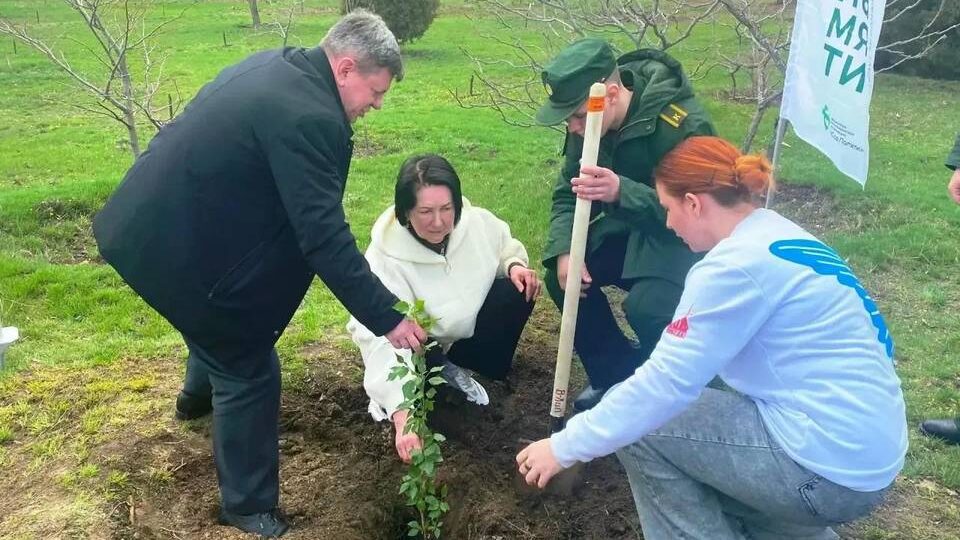 В Камышине высадили клон «Тополя Победы» из Волгограда