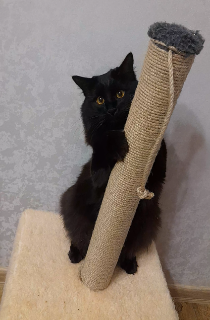 Точит когти и смотрит на меня: «Ну я же молодец?» А я ему говорю: «Молодец, Лео, молодец».