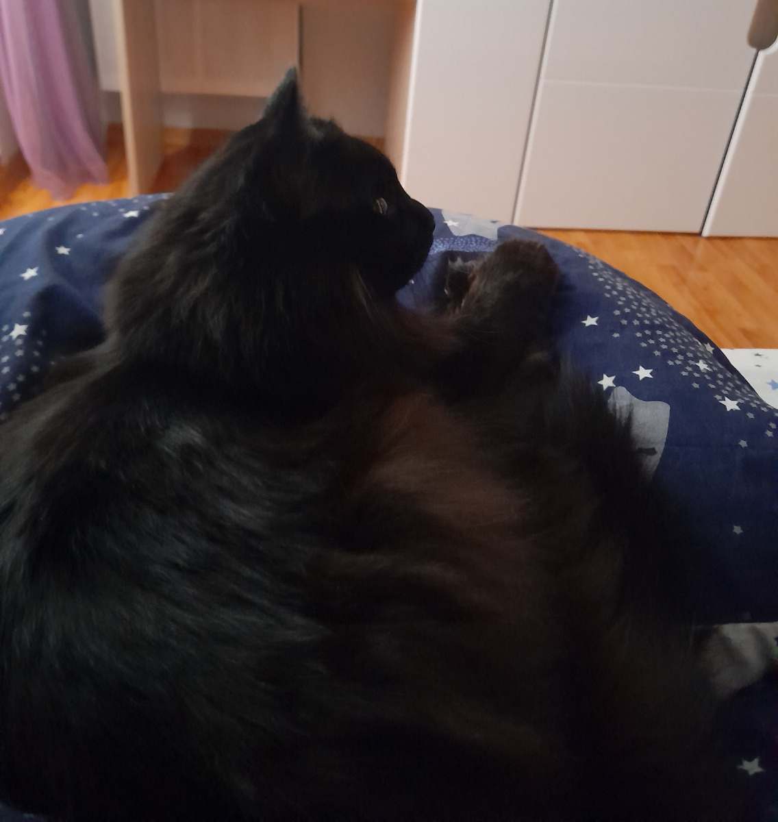 Лео лежит, не спит, свернулся калачиком. Просто ждёт, когда я наконец встану.