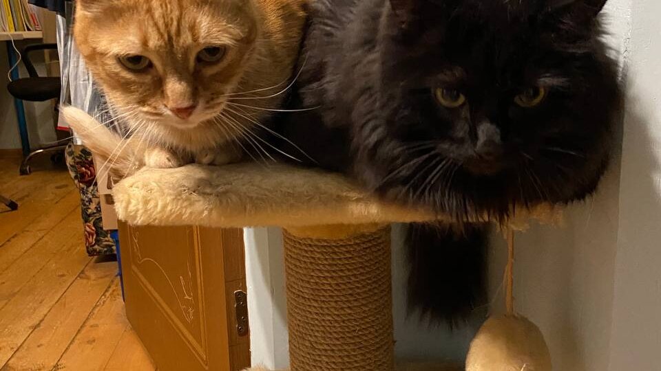 Сегодня вот так