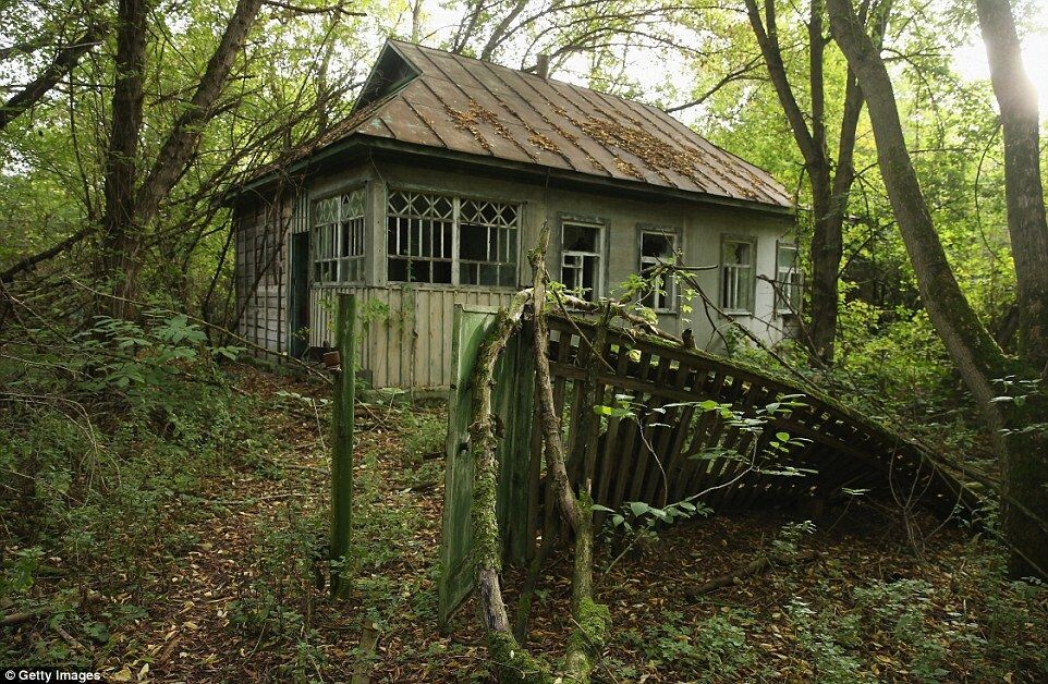 Заброшенный дом в Чернобыльской зоне отчуждения — облупившаяся краска, проросшие сквозь пол деревья, советский интерьер. 