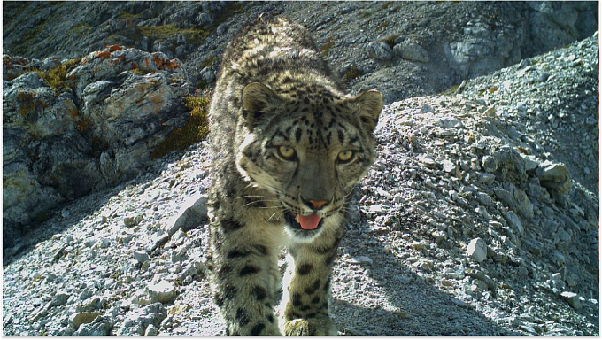 Снежный барс Бурятии, которого поймала фотоловушка экспертов (с)  PЭO «Cибиpь».