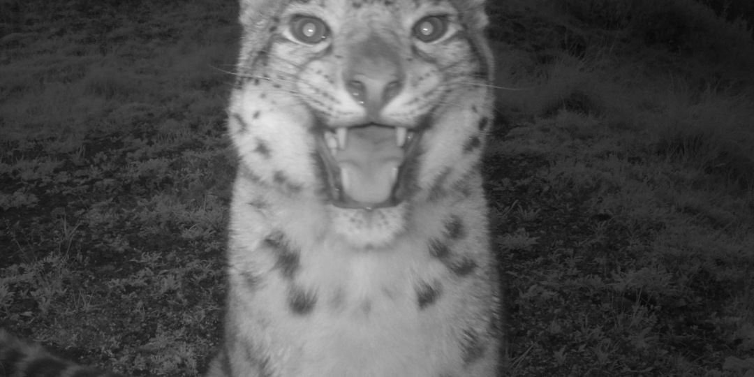 Семь призраков гор: самые уязвимые снежные барсы России