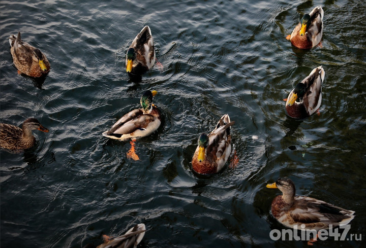 фото: Валентин Илюшин/Online47