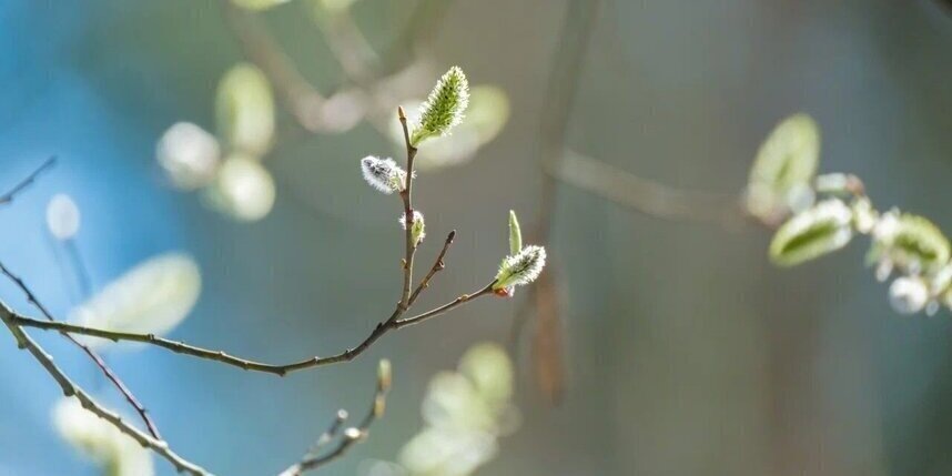    Алена Бобрович