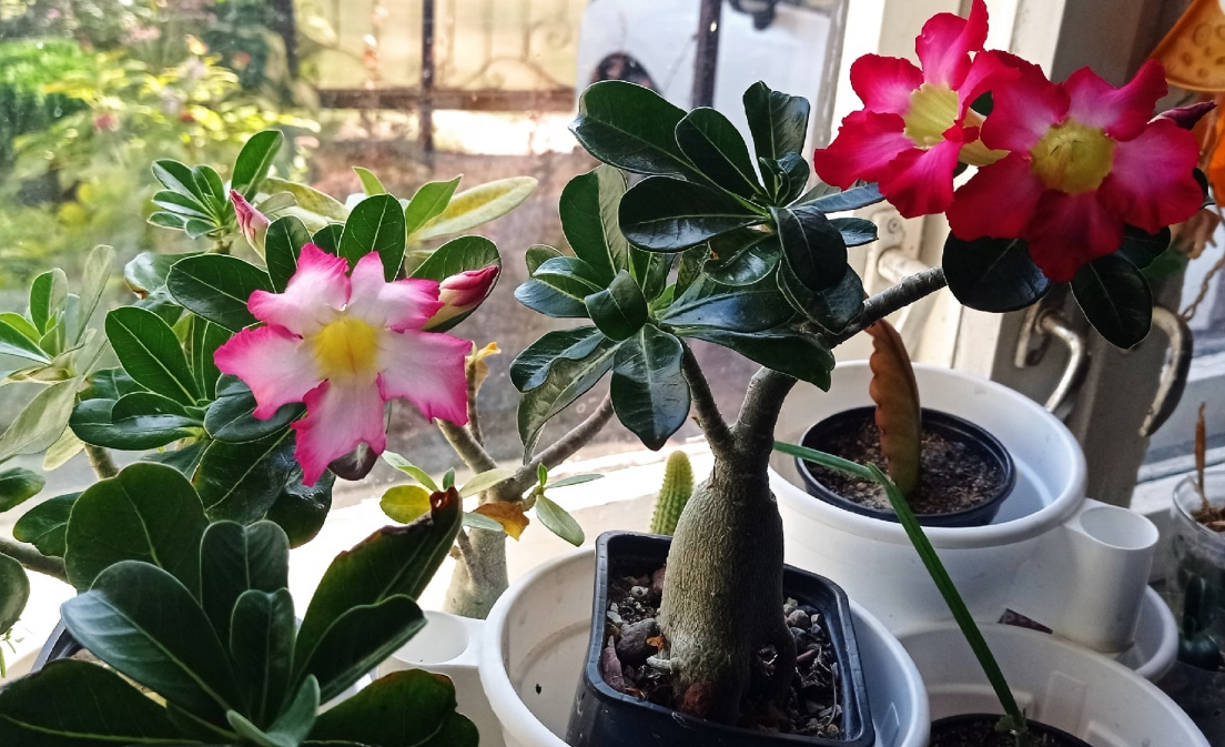 сопляжники