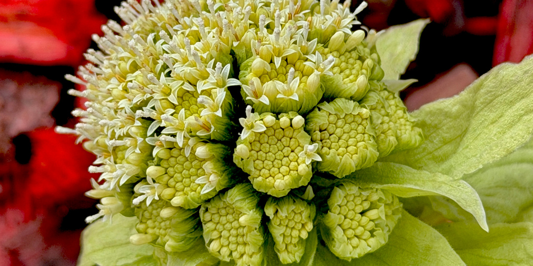 Белокопытник: ранне-весенний аспект.