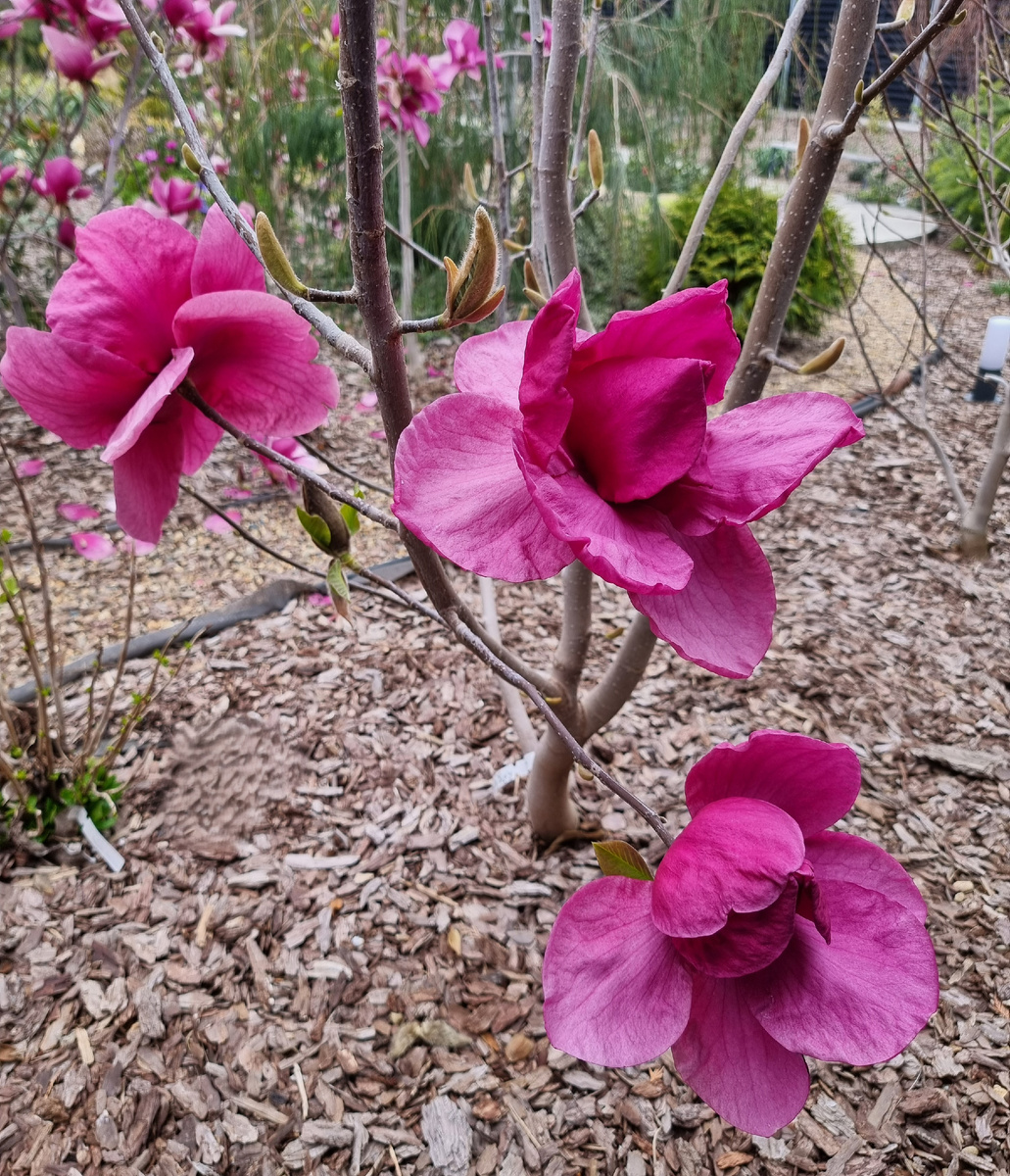 Невероятное по красоте первое цветение магнолии 'Meganolia' (она же 'JURmag2' или 'Felix', 'Felix Jury').