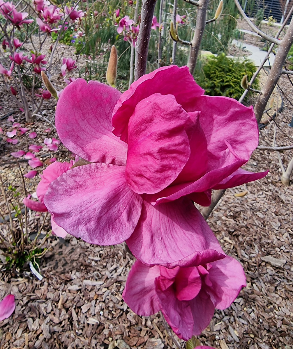 'Meganolia' (она же 'JURmag2' или 'Felix', 'Felix Jury') в моем саду. Анапа.