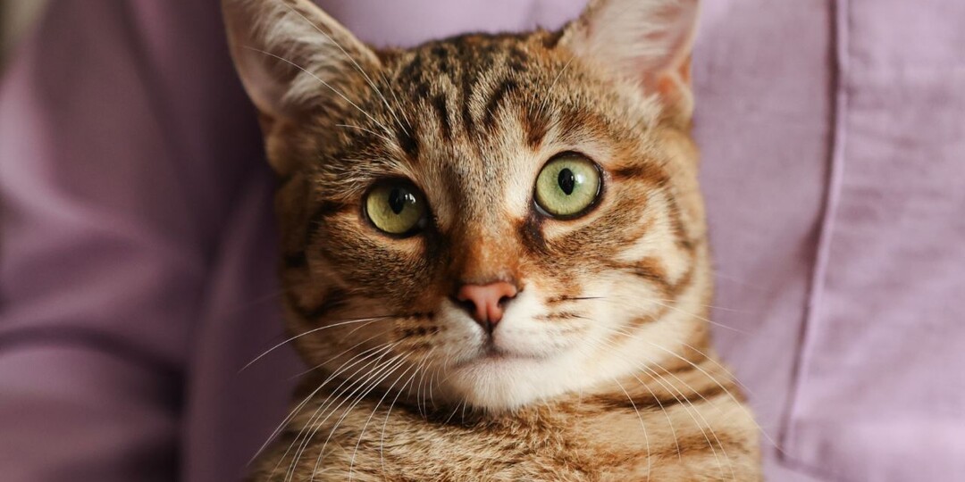 Идеальная во всех смыслах кошечка ищет самую лучшую любящую семью!