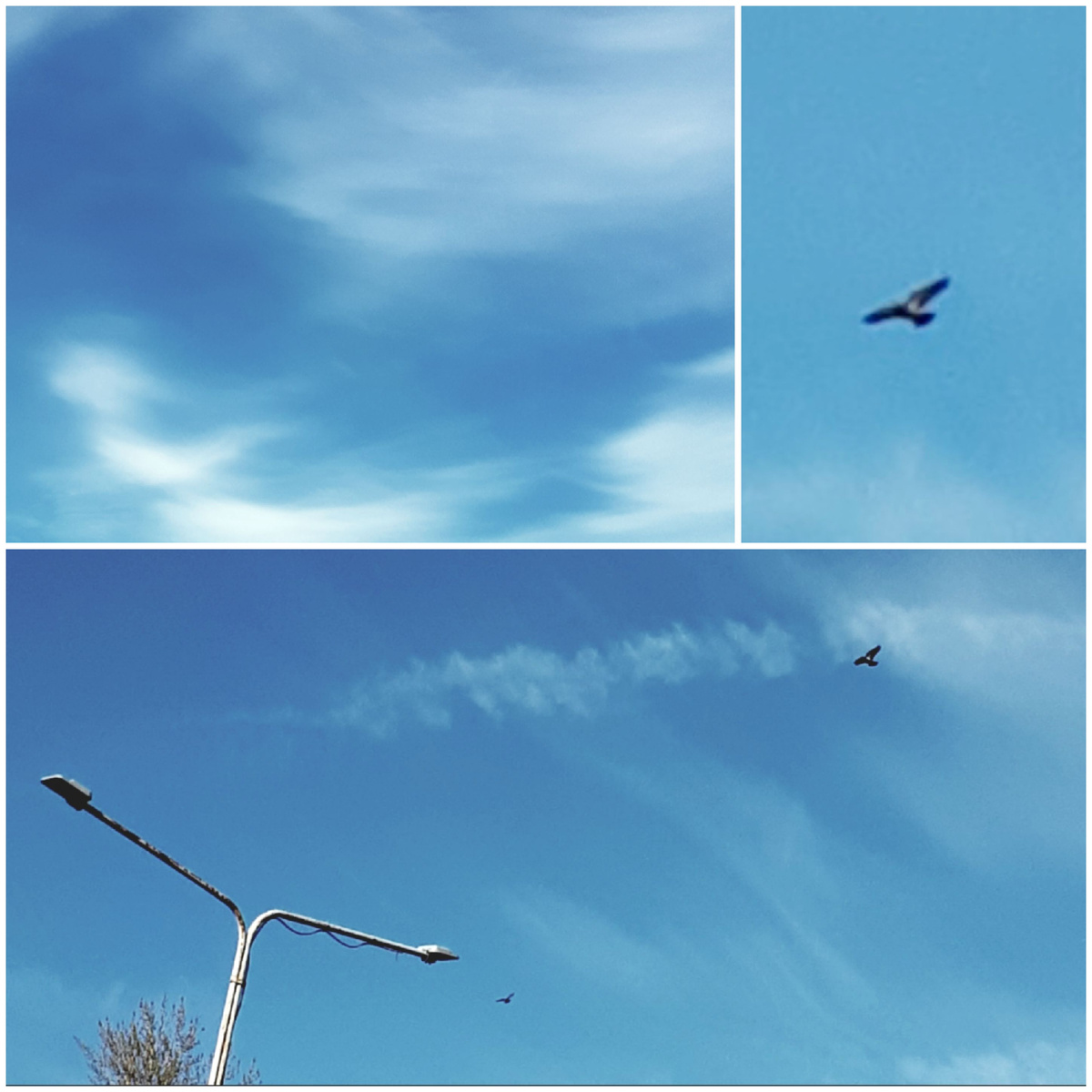 Коллаж автора 03.04.2026г.