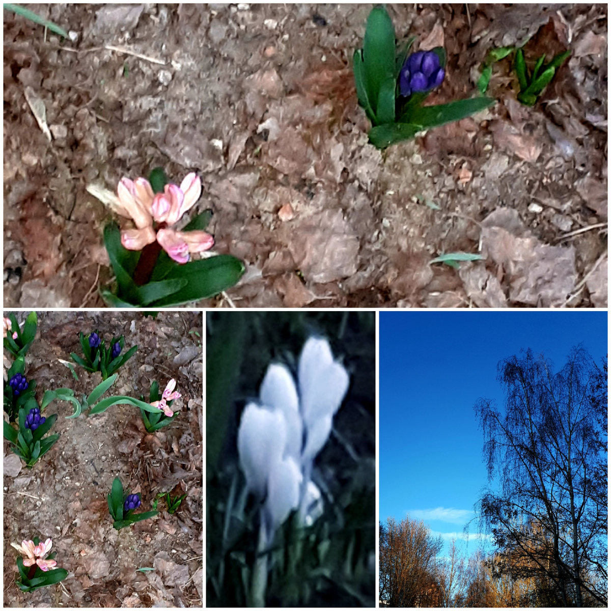 Коллаж автора 03.04.2026г.