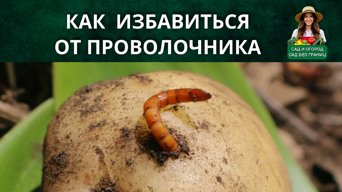 Как избавиться от проволочника