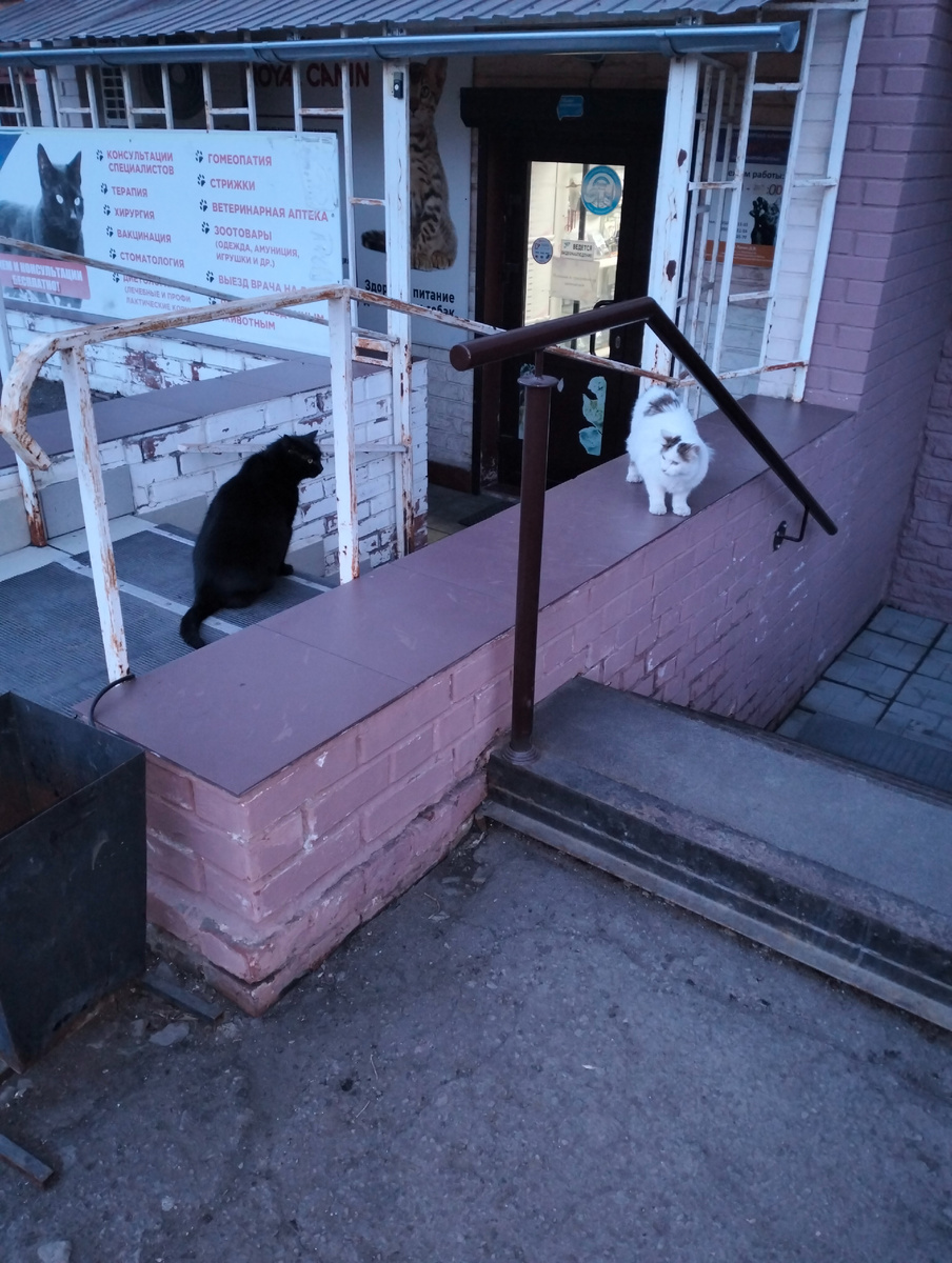На фото: черный котик - питомец ветеринарной клиники "БАРСиК°" и белая кошечка из салона красоты, расположенного рядом.