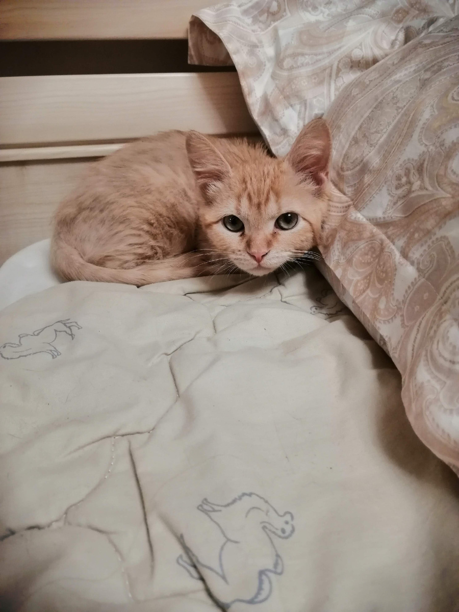 Рысь первый день дома. Сидит в моей комнате и всего боится. 