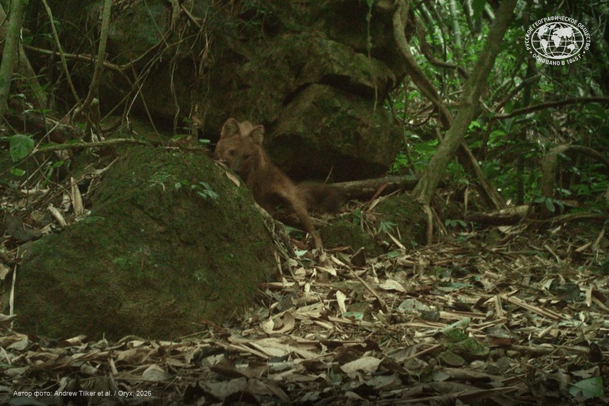 Красный волк (Cuon alpinus) в заповеднике Пухоат во Вьетнаме
Автор: Andrew Tilker et al. / Oryx, 2026