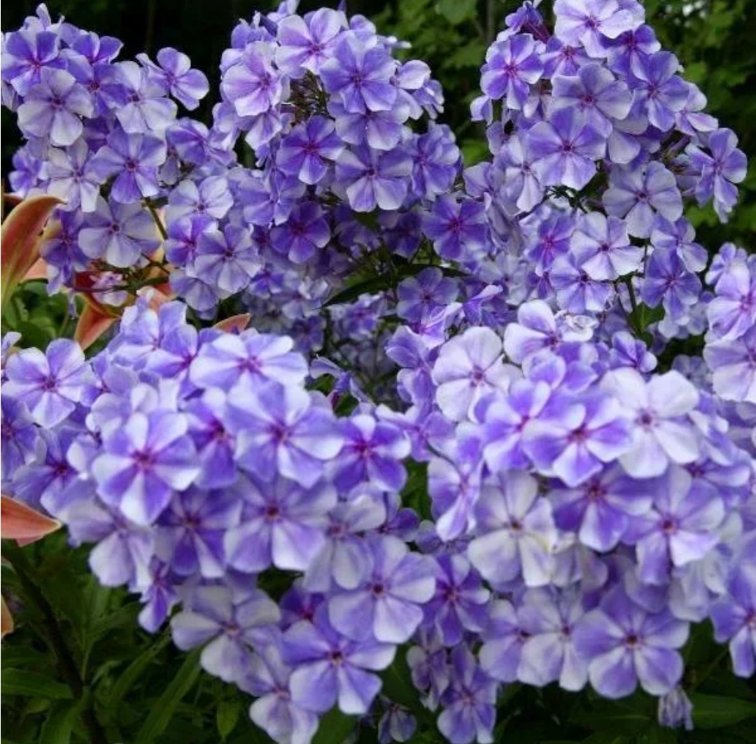 Флокс Гжель. Фото из свободных источников.