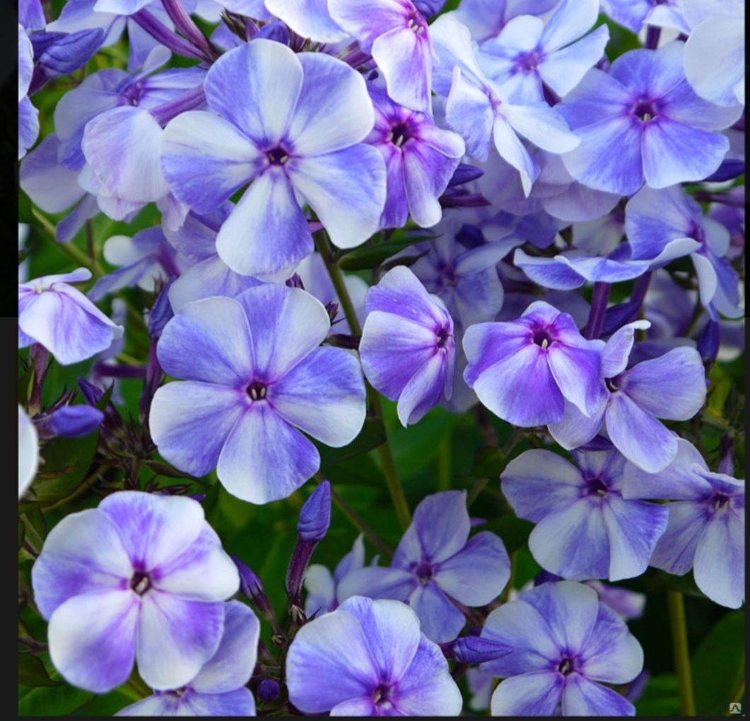 Флокс Гжель. Фото из свободных источников.