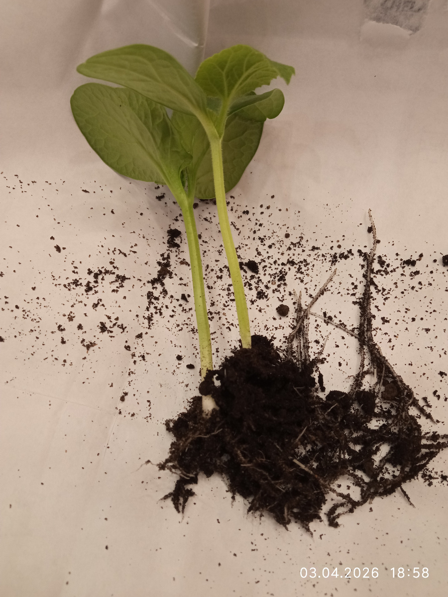 Подвой и привой.