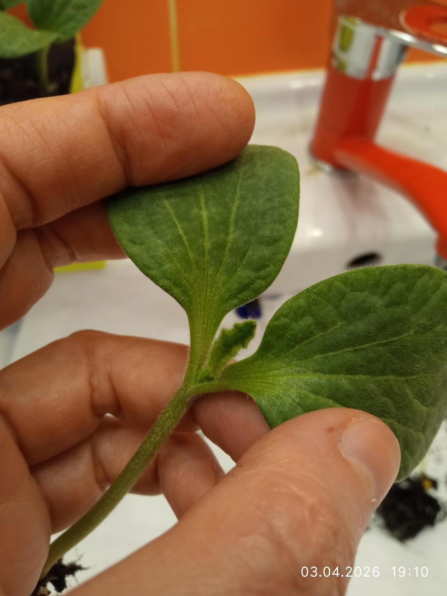 Точка роста