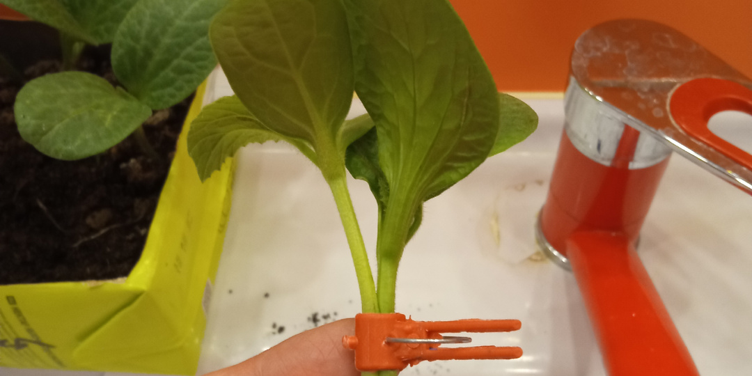 Арбузы и дыни. Третья часть. Прививочная. Язычком.