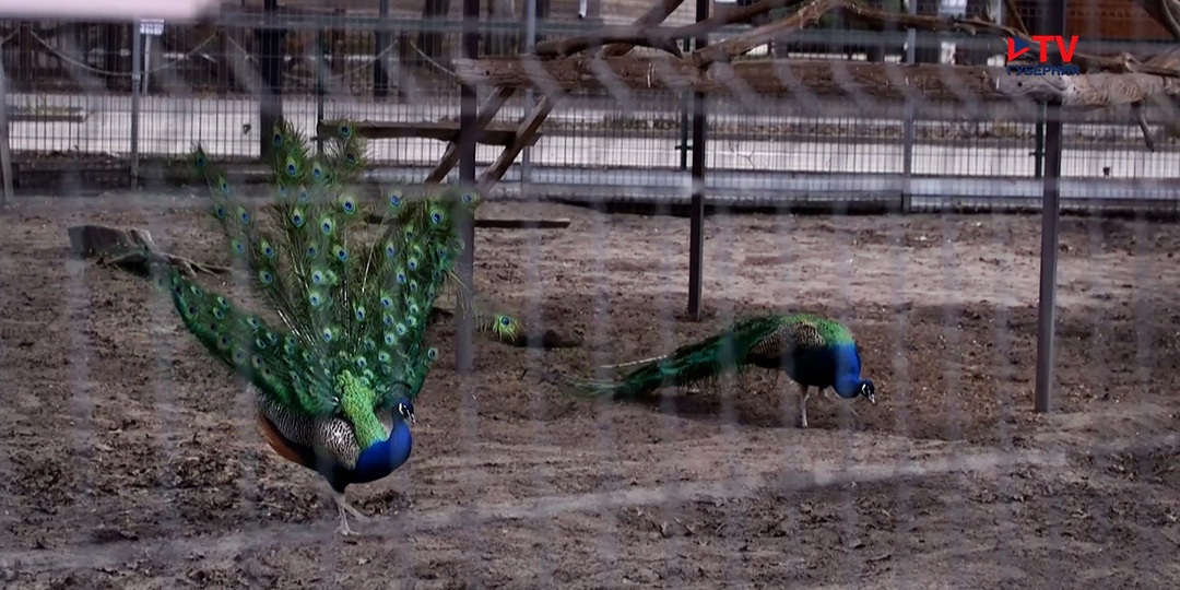 Медведица Маша в воронежском зоопарке пристрастилась к киви из-за гималайской подруги