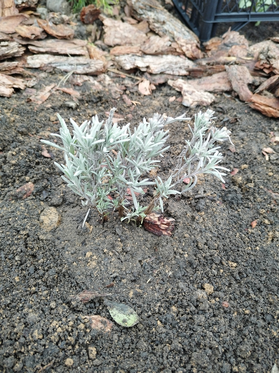 Лаванда с фиолетовым цветением. 80₽