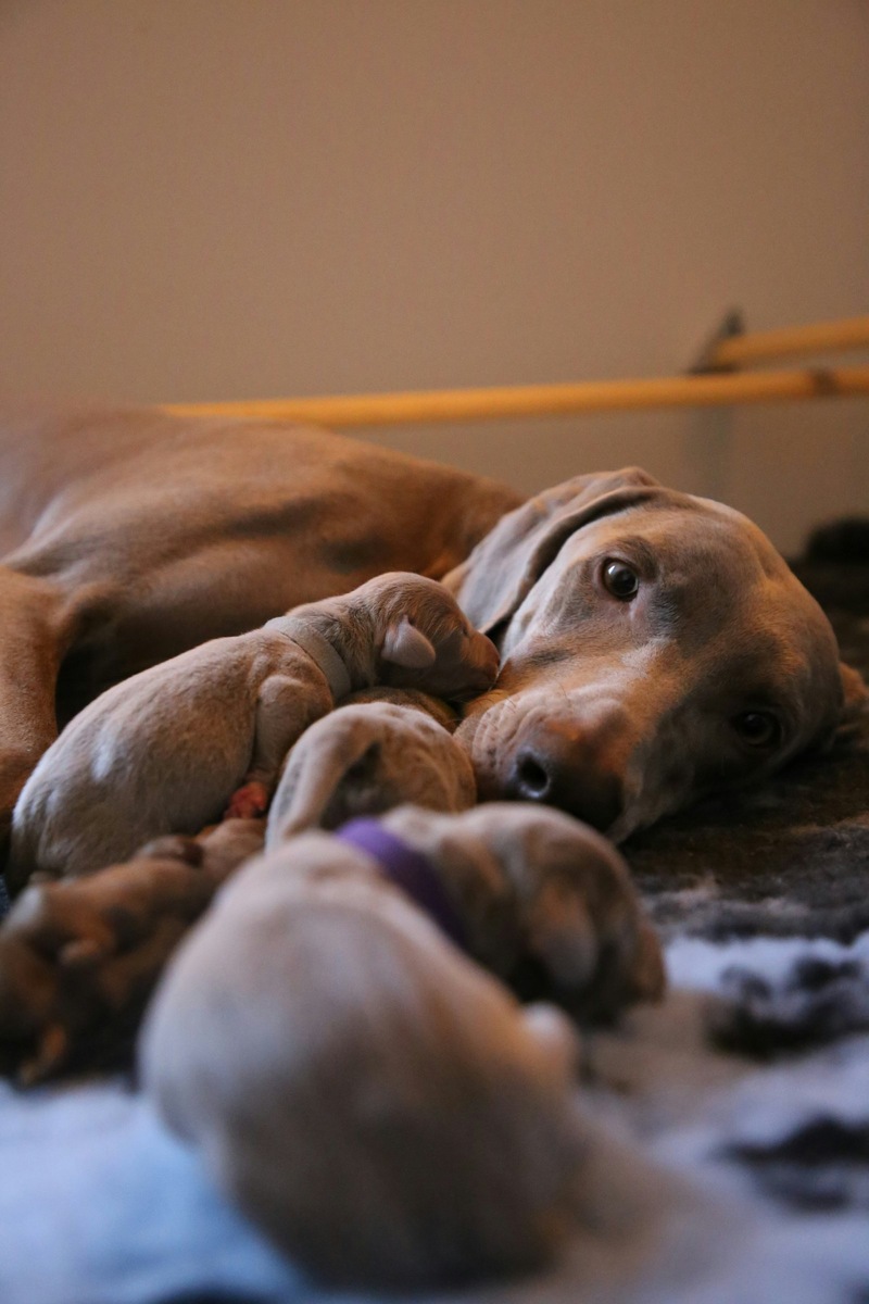    Чтобы обеспечить питомцу спокойные роды, нужно подготовить для него безопасное место
