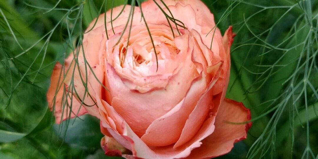 Роза Кахала.