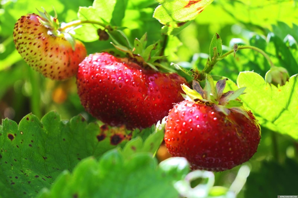     Клубника   
Иван Лазебный © ИА Красная Весна
