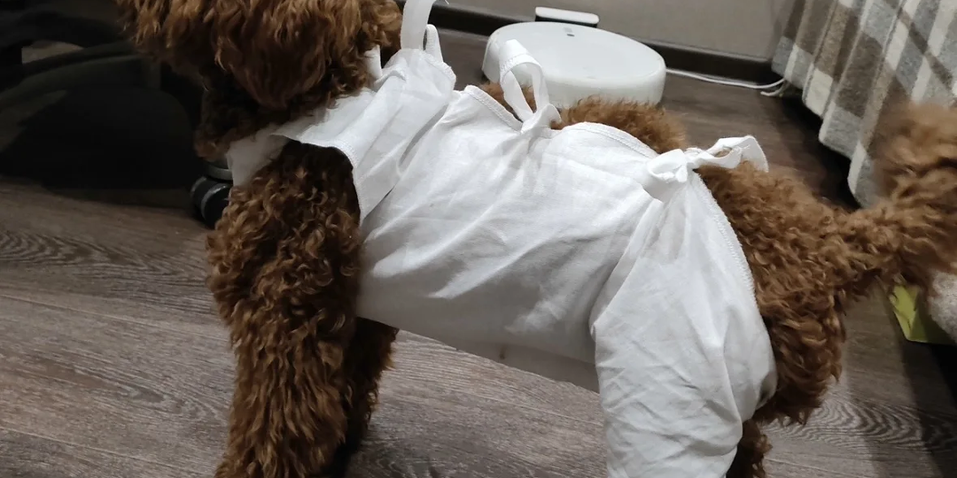 Я была уверена, что у домашнего пуделя не может быть лишая. Ошиблась.