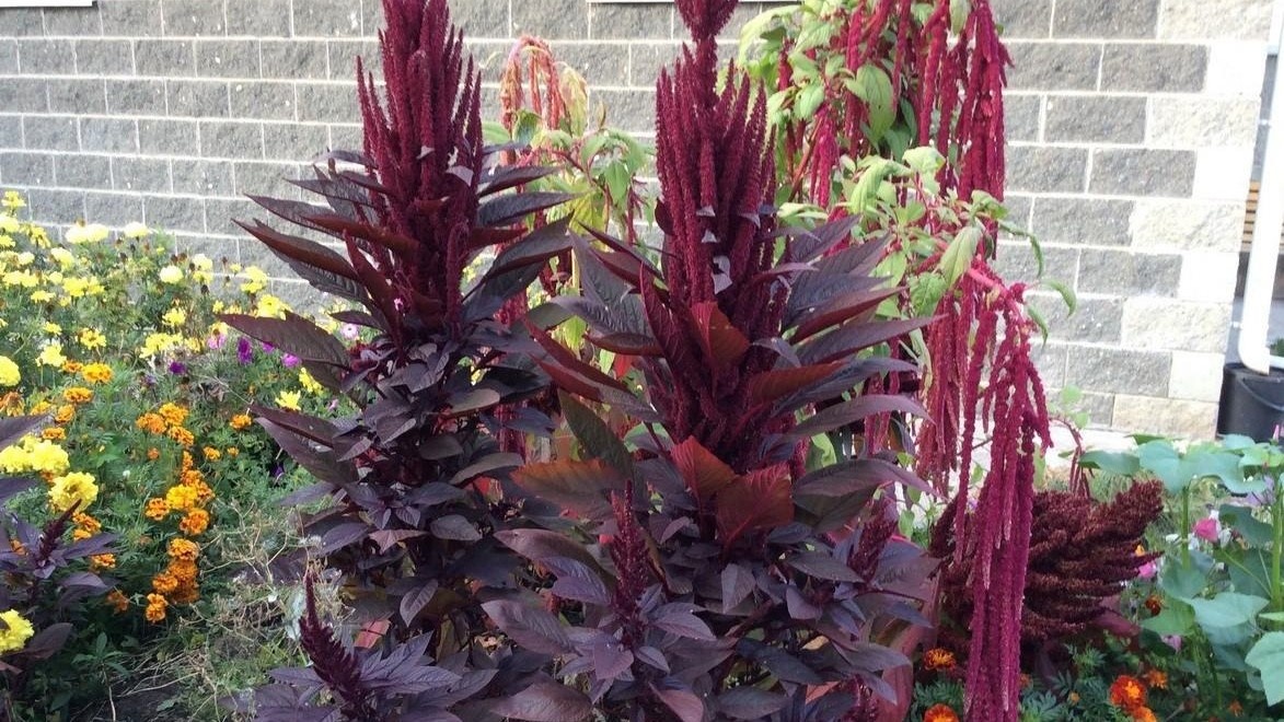 декаративный аморант