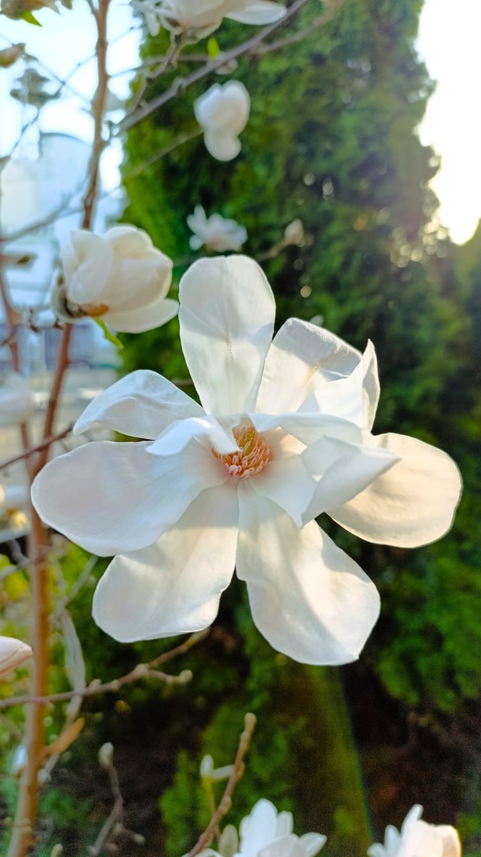 Магнолии на Набережной Петра Великого 