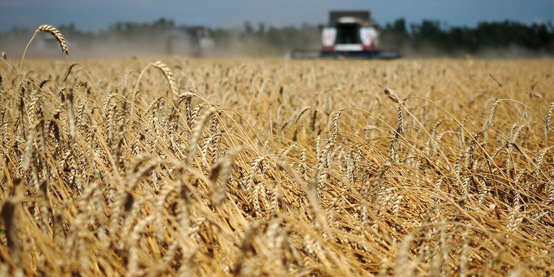 Пошлина на экспорт пшеницы снизится до 561,5 рубля