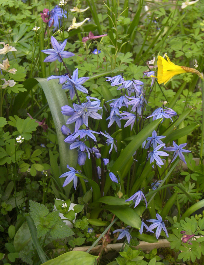 Scilla ingridae Пролеска Ингрид
