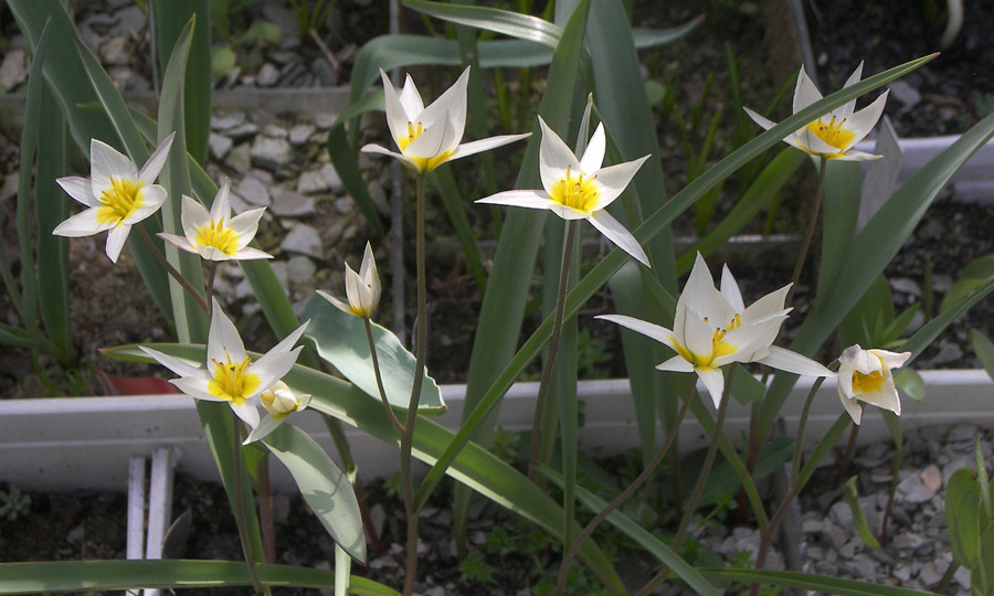 Цветение в ячейковом саду 3 апреля 2026.