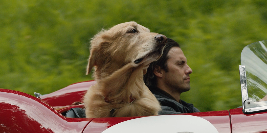 Невероятный мир глазами Энцо (2019) «Ты, лучший из друзей.»