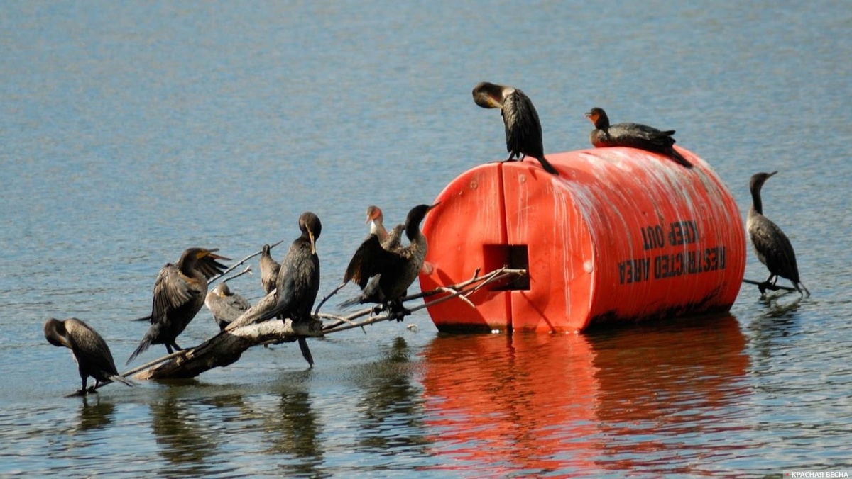     Бакланы   
© ИА Красная Весна