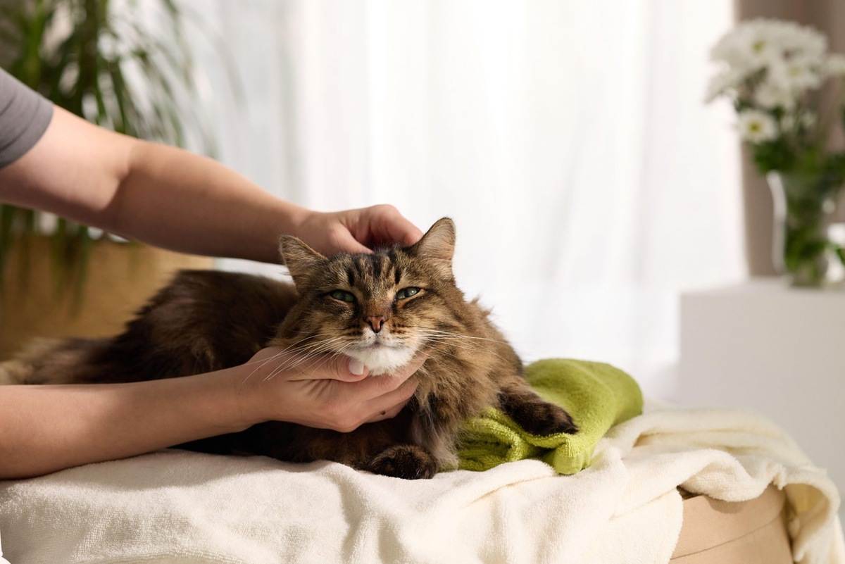    Лечение при алопеции у кошек зависит от причины облысения