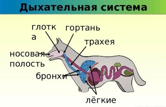 Дыхательная система млекопитающих на примере собаки. 