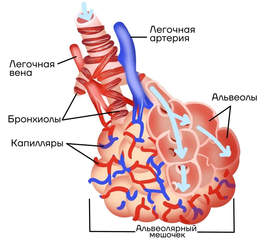 Альвеола во всей красе. 
