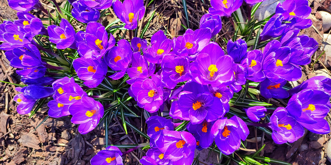 В парке Музеон цветут крокусы