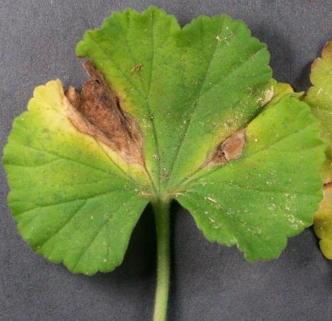 Серая гниль (Botrytis).                   Фото: Wikimedia Commons (CC BY-SA)