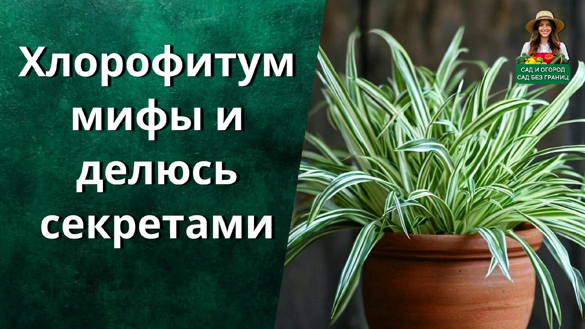 Хлорофитум